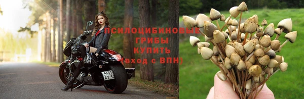прущие крисы Аркадак